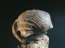 Grammatodon sp.