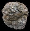 Isognomon sp.
