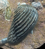 Lamellaptychus 