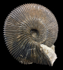 Macrocephalites sp.