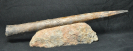Megateuthis sp.