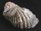 Ostria sp.