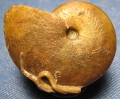 Oxycerites limosus