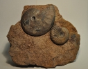 Oxycerites und Parkinsonia