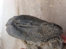 Pachymya sp.