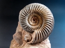 Parkinsonia parkinsoni