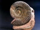 Parkinsonia parkinsoni