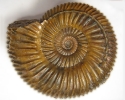 Parkinsonia sp.