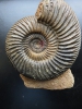 Parkinsonia parkinsoni