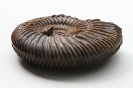 Parkinsonia parkinsoni (SOWERBY, 1821)