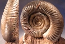 Planisphinctes tenuissimus