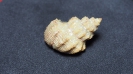 Purpurina serrata (QUENSTEDT 1858)