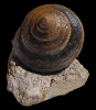 Pyrgotrochus sp.