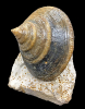 Pyrgotrochus sp.
