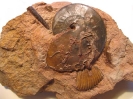 Oxycerites aspidoides