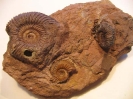 Parkinsonia