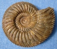 Parkinsonia parkinsoni