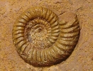 Planisphinctes sp.