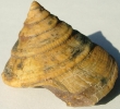 Pyrgotrochus bessina