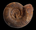 Vermisphinctes aff. stomphus (Buckman 1921)