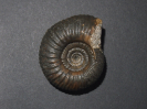 Wagnericeras fortecostatum (De Grossouvre 1930)