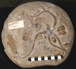 Schlangenstern Palaeocoma cf. egertoni (Broderip)