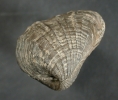 Pholadomya Zeta