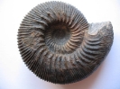 Kepplerites (Kepplerites) cf. gowerianus (SOWERBY