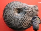 Macrocephalites (M.?) rotundus (QUENSTEDT 1847)