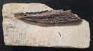 Asteracanthus ornatissimus
