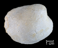 Ceratomya excentrica (ROEMER, 1836)