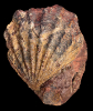 Ctenostreon sp.