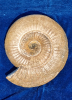 Emileia sp.