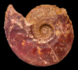 Leioceras sp.