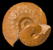 Leioceras sp.