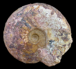 Leioceras sp.