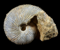 Macrocephalites cf. macrocephalus (SCHLOTHEIM 1813)