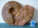 Pleurolytoceras gr. dilucidum (Oppel)