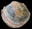 Plagiostoma sp.