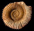Tmetoceras sp.