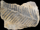 Zamites gigas