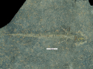 Chunerpeton tianyiensis Gao & Shubin 2003