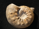 Aspidoceras iphicerum