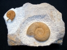 Doppelstufe: Sutneria platynota und Orthosphinctes