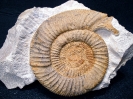 Orthosphinctes polygyratus