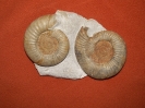 Orthosphinctes polygyratus