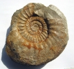Ataxioceras cf. striatellum