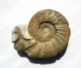 Ataxioceras lothari