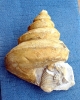 Bathrotomaria babeauana