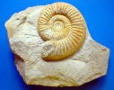 Orthosphinctes polygyratus